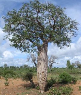 Delonix Decaryi Baobab Shaped Flamboyant Bonsai Tree Seeds