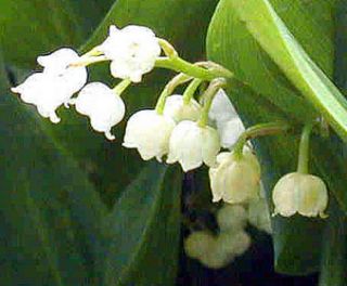   FALL PLANTING SPECIAL  20 Lily Of The Valley~spring garden plants