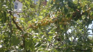 RARE Anatolian Yellow Plum Tree 5 Seeds