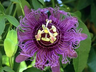 15 Fresh Tropical Passion Fruit Seeds Purple Fruit Passiflora Edulis