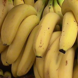 Musa Raja Psiang Banana Plant Fruit Tree RARE