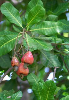 Fresh Thai Cashew Nut Fruit Seeds Indoor Bonsai Tree Tropical