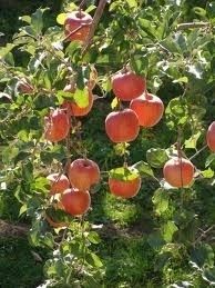  Malus Pumila Fuji Dwarf Apple Tree Seeds
