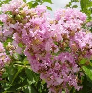  Bashams Party Pink Crape Myrtle Tall 21 30'