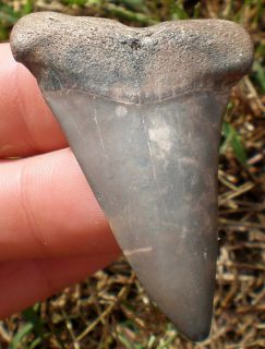 25 Mako Megalodon Era Gainesville,Florida Fossil Shark Tooth