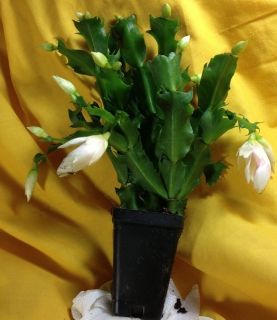 Gail Glazier Large Plant with Buds Schlumbergera Christmas Cactus