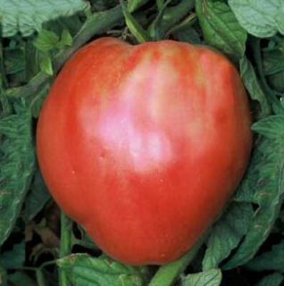 Tomato Seeds Jacks Giant Oxheart Heirloom Organic
