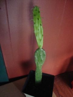  Opuntia Cactus Plant