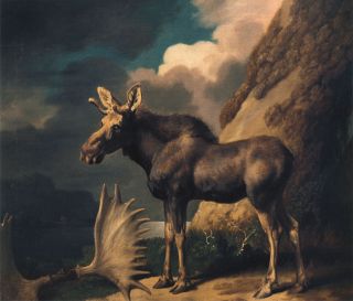 1770 Bull Moose Antique painting rpo GeEORGE STUBBS Wildlife ART Nice