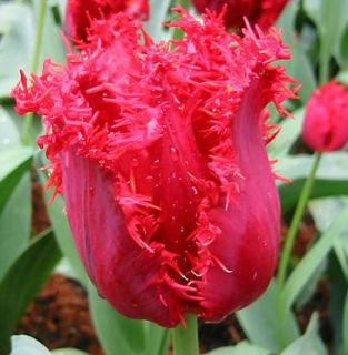 TULIP~VALERIE GERGIEV~FRINGED FLOWER BULBS, PLANT THIS FALL FOR MAY