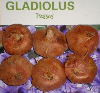 Gladiolus Passos Flower Bulbs Packed 6 Flower Bulbs