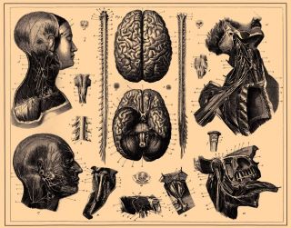 Medical Chart Anatomy Brain Spine Head Structure 13x19 Print