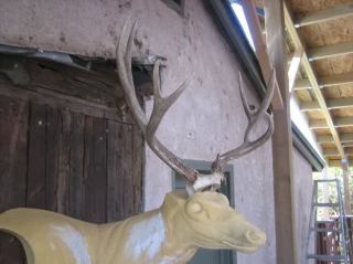  Deer Rack Antlers Whitetail Moose Elk Taxidermy Mount Sheds