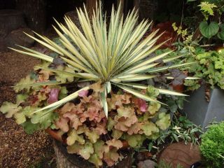  Yucca Filamentosa 'Color Guard'