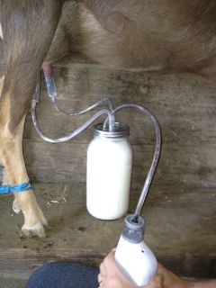 Fruit Jar Milking Machine Goat or Cow Money Back GUARANTEE