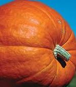 Pumpkin Seeds Dills Atlantic Giant Record at 1689 Lb