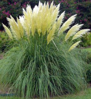 50+ ORNAMENTAL PERENNIAL GRASS SEEDS   PAMPAS GRASS   WHITE TALL