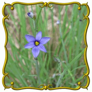Prairie Blue Eyed Grass Jumbo Wildflower Seed Packet 300