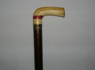 This Is An Oxbone Handle Antique Wood Vintage Walking Stick Cane