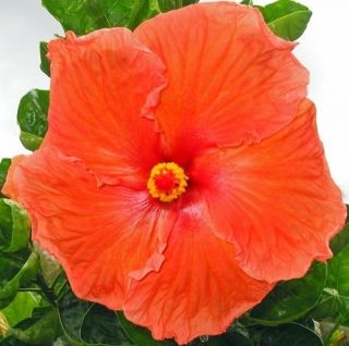 Hawaiian Orange Hibiscus Plant Cutting Grow Hawaii