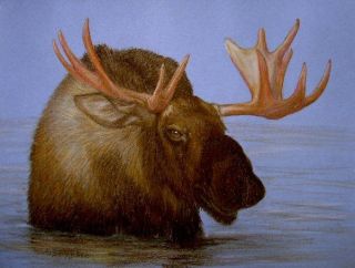  Pastel Drawing Bull Moose in Water Porter Family Wildlife Art Deer