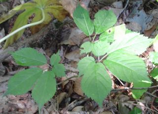 High Profits Grow Wild Fresh Ginseng Roots from Seeds