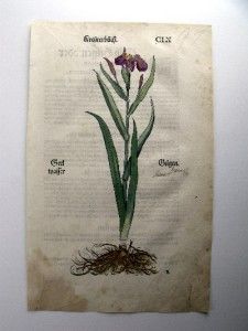 1532 Brunfels Weiditz Folio Handcol Woodcut Iris Flower