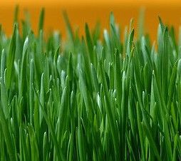 Great Lawn Grass Sunny Area Grass Mix 1 Ounce Seeds