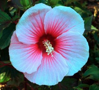 SUMMER STORM Hardy Hibiscus    Plant in 4.5 pot