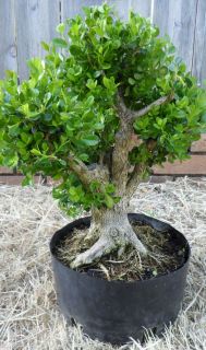 Thick and Stately Boxwood Bonsai Tree