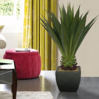 43 Realistic Giant Aloe Plant in Contemporary Planter