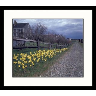 Great American Picture Daffodils on Path Framed Photograph