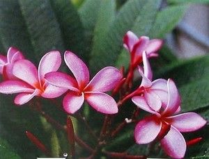 Hawaiian Pink Plumeria Plant Cutting Grow Hawaii