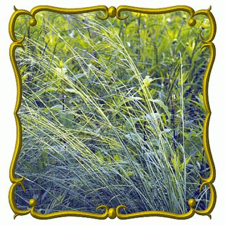 Porcupine Grass Untrimmed Jumbo Wild Grass Seed Packet 30