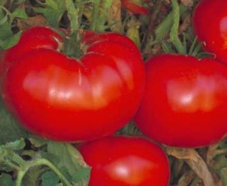 description this heirloom tomato huge record breaking size guinness 7