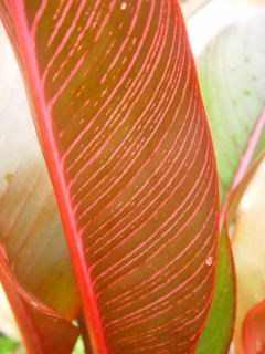 This heliconia prefers filtered sunlight in a warm humid