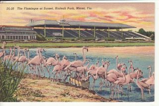 Horse Race Track Hialeah Park Miami FL Flamingos PC