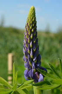 Newly listed 100 Lupin russell strain mixed seeds