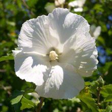  ROSE OF SHARON   MIXED COLORS  VERY HARDY HIBISCUS    8 12 INCH PLANTS