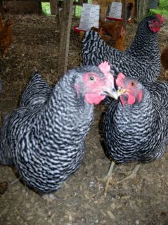 Taylor Hobby Farms: 20+ Assorted Hatching Eggs for Incubator, NPIP