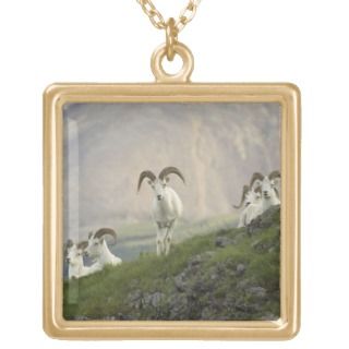 group of Dall sheep rams rest on Marmot Rock Necklaces