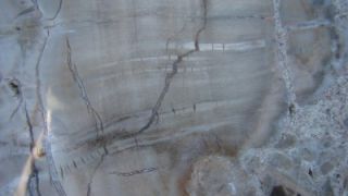 Outlaw~ WOW Full Round Flourescent Arizona Woodworthia Petrified Wood