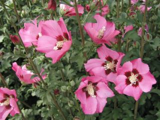 294 hibiscus syriacus pink giant flogi