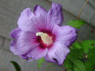 Rose Of Sharon Hibiscus Syriacus Shrub 20 Seeds