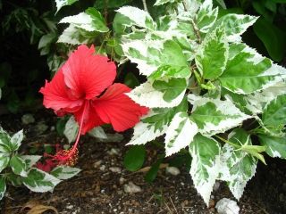 Tropical Hibiscus Plant Snow Queen Variegated Leaves Auction