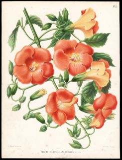 1868 Antique Botanical Dutch Chromolithograph Henrik Witte Orange