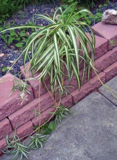 House Plant Vittatum Spider Plant Cleans The Air Lovely