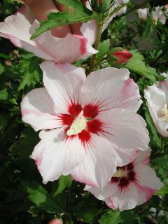 166 hibiscus syriacus hamabo
