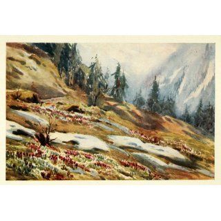 1907 Print Spring Crocus Mountain Switzerland Effie