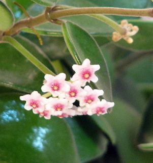  Scented Mini Wax Plant Hoya Great House Plant 6 Hanging Pot
